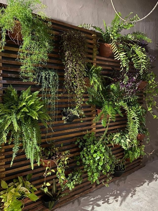 Potted ferns and trailing plants on a slatted wall